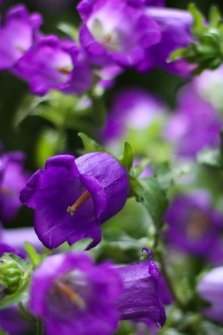 Обои цветы, фокус камеры, лепестки, колокольчики, фиолетовые, кампанула, flowers, the focus of the camera, petals, bells, purple разрешение 1920x1080 Загрузить