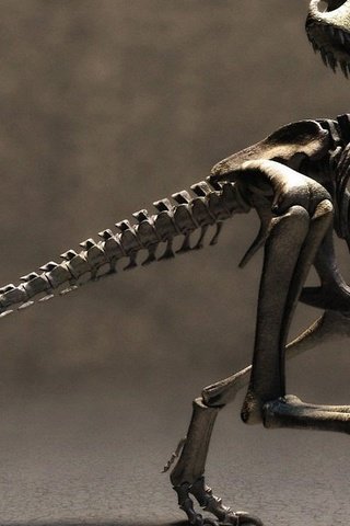 Обои скелет динозавра, dinosaur skeleton разрешение 2560x1440 Загрузить