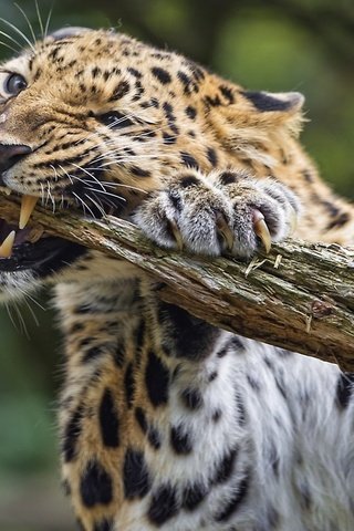 Обои леопард, животное, леопард грызет палку, leopard, animal, leopard chewing on a stick разрешение 1920x1080 Загрузить