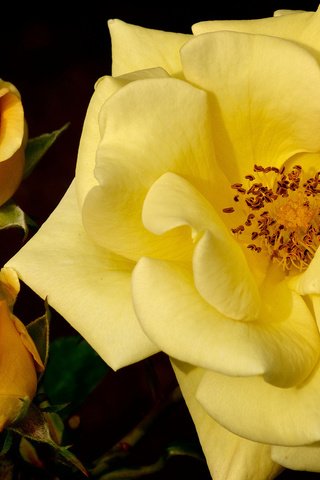 Обои бутоны, макро, роза, желтая роза, buds, macro, rose, yellow rose разрешение 1920x1080 Загрузить