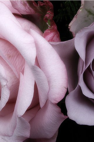 Обои макро, розы, рабочий стол, macro, roses, desk разрешение 2560x1600 Загрузить