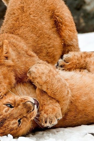 Обои снег, львов, львята, игры, большие кошки, snow, lions, the cubs, game, big cats разрешение 1920x1080 Загрузить