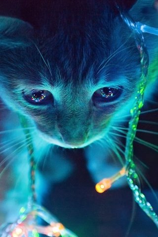 Обои огни, кот, мордочка, усы, кошка, взгляд, котенок, гирлянда, lights, cat, muzzle, mustache, look, kitty, garland разрешение 2560x1600 Загрузить