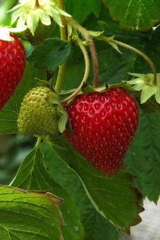 Обои листья, ягода, красная, клубника, зеленая, leaves, berry, red, strawberry, green разрешение 2560x1600 Загрузить