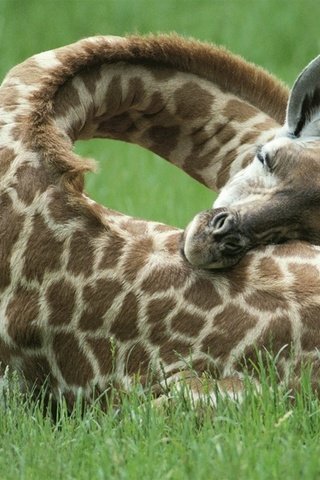 Обои трава, сон, отдых, жираф, рожки, шея, grass, sleep, stay, giraffe, horns, neck разрешение 1920x1080 Загрузить