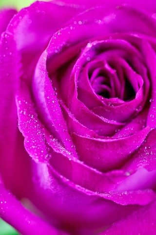 Обои макро, цветок, капли, роза, розовый, macro, flower, drops, rose, pink разрешение 1920x1200 Загрузить