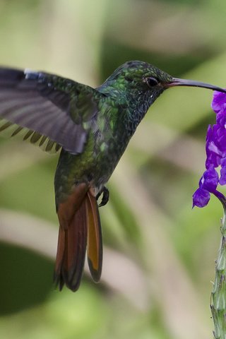 Обои птица, колибри, колибри-манго, bird, hummingbird, hummingbird-mango разрешение 1920x1200 Загрузить