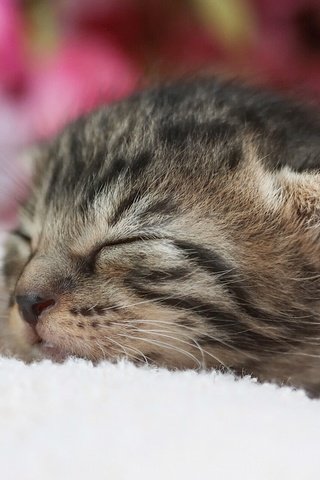 Обои кот, кошка, сон, котенок, малыш, спящий, cat, sleep, kitty, baby разрешение 1920x1200 Загрузить