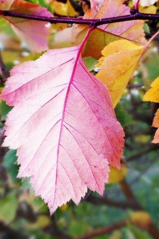 Обои листья, осень, крупный план, leaves, autumn, close-up разрешение 2560x1600 Загрузить