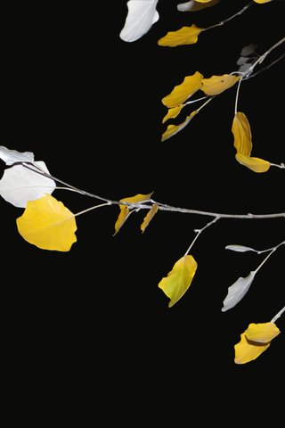 Обои листья, осень, веточки, leaves, autumn, twigs разрешение 2560x1600 Загрузить