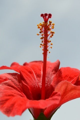 Обои макро, цветок, лепестки, красный, гибискус, macro, flower, petals, red, hibiscus разрешение 1920x1200 Загрузить