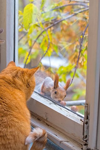 Обои осень, коты, окно, кошки, белка, autumn, cats, window, protein разрешение 1920x1200 Загрузить