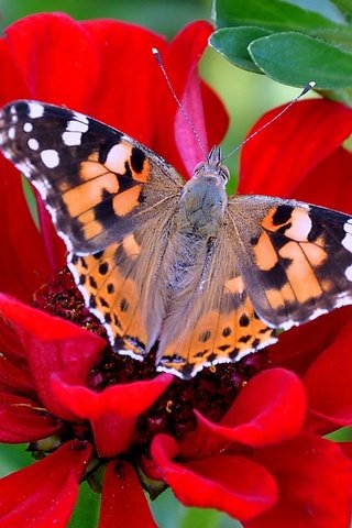 Обои цветы, макро, бабочка, насекомые, красивые, обычные, flowers, macro, butterfly, insects, beautiful, normal разрешение 2560x1600 Загрузить