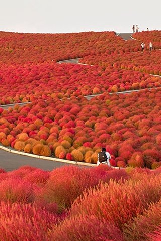 Обои японский сад, после прихода осени, japanese garden, after the arrival of autumn разрешение 2560x1600 Загрузить