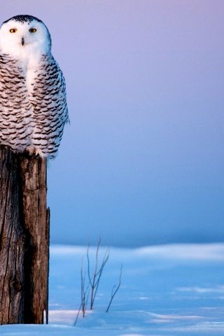 Обои фото мудрой совы, photo by wise owl разрешение 1920x1200 Загрузить