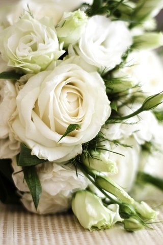 Обои белые розы, white roses разрешение 2560x1600 Загрузить