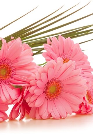 Обои цветы, розовые, белый фон, герберы, гербера, flowers, pink, white background, gerbera разрешение 2560x1600 Загрузить