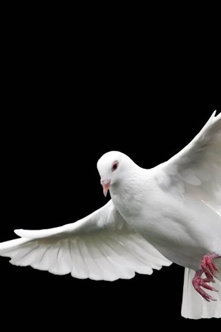 Обои полет, крылья, белый, черный фон, голубь, flight, wings, white, black background, dove разрешение 1920x1200 Загрузить