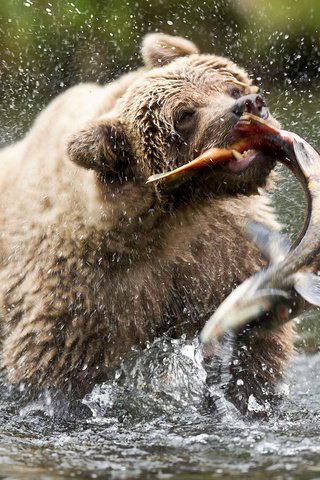 Обои медведь, сша, аляска, бурый медведь, русская река, bear, usa, alaska, brown bear, russian river разрешение 1920x1200 Загрузить