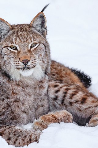 Обои снег, зима, рысь, кошка, snow, winter, lynx, cat разрешение 1920x1200 Загрузить