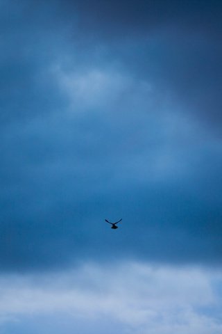 Обои небо, минимализм, птица, the sky, minimalism, bird разрешение 1920x1200 Загрузить