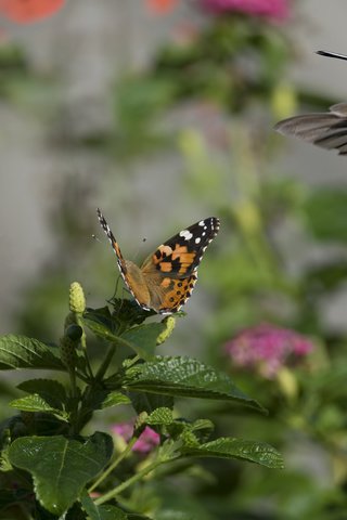 Обои цветы, насекомое, бабочка, птица, колибри, солнечно, flowers, insect, butterfly, bird, hummingbird, sunny разрешение 2560x1600 Загрузить