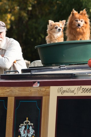 Обои собаки, старик, три храбреца в одном тазу, dogs, the old man, three brave in one basin разрешение 2048x1365 Загрузить