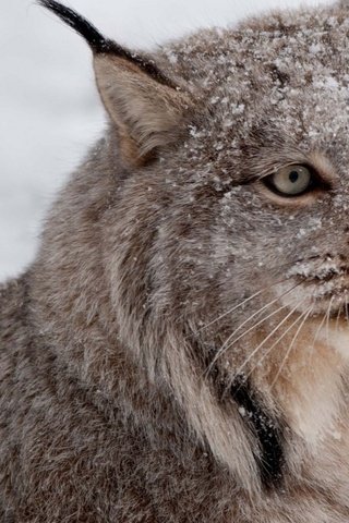 Обои снег, рысь, хищник, snow, lynx, predator разрешение 1932x1208 Загрузить