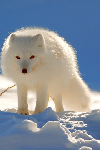 Обои снег, зима, песец, полярная лисица, snow, winter, fox, polar fox разрешение 2560x1600 Загрузить