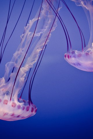 Обои море, медузы, подводный мир, sea, jellyfish, underwater world разрешение 2560x1600 Загрузить