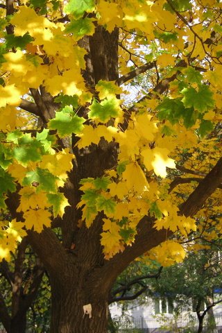 Обои деревья, листья, листва, осень, желтые, trees, leaves, foliage, autumn, yellow разрешение 2816x2112 Загрузить