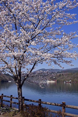 Обои река, пейзаж, япония, весна, сакура, river, landscape, japan, spring, sakura разрешение 1920x1200 Загрузить