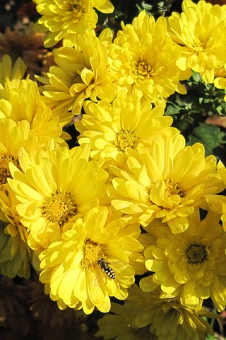 Обои цветы, насекомое, желтые, хризантемы, flowers, insect, yellow, chrysanthemum разрешение 1920x1200 Загрузить