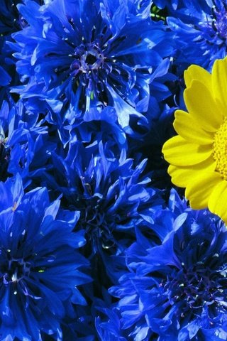 Обои цветы, желтый, цветок, синие, васильки, контраст, полина, flowers, yellow, flower, blue, cornflowers, contrast, pauline разрешение 1920x1200 Загрузить