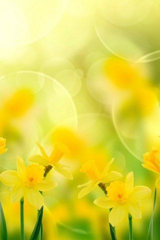 Обои цветы, нарциссы, желтые, flowers, daffodils, yellow разрешение 1920x1200 Загрузить