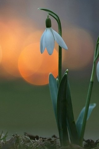 Обои цветы, огни, весна, подснежники, flowers, lights, spring, snowdrops разрешение 1920x1200 Загрузить