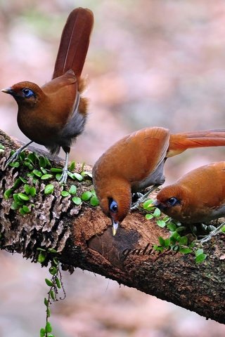 Обои дерево, лес, птицы, клюв, перья, птиц, tree, forest, birds, beak, feathers разрешение 1920x1200 Загрузить