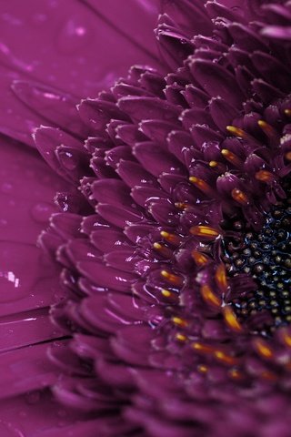 Обои макро, цветок, роса, капли, гербера, macro, flower, rosa, drops, gerbera разрешение 1920x1200 Загрузить