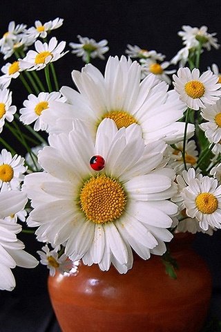 Обои цветы, божьи коровки, ромашки, букет, ваза, flowers, ladybugs, chamomile, bouquet, vase разрешение 1920x1200 Загрузить