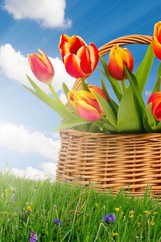 Обои корзинка, небо, цветы, трава, солнце, поле, весна, корзина, тюльпаны, the sky, flowers, grass, the sun, field, spring, basket, tulips разрешение 1920x1200 Загрузить