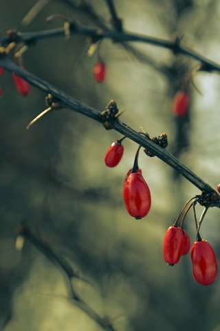 Обои ветки, ягоды, плоды, кизил, branches, berries, fruit, dogwood разрешение 2048x1365 Загрузить