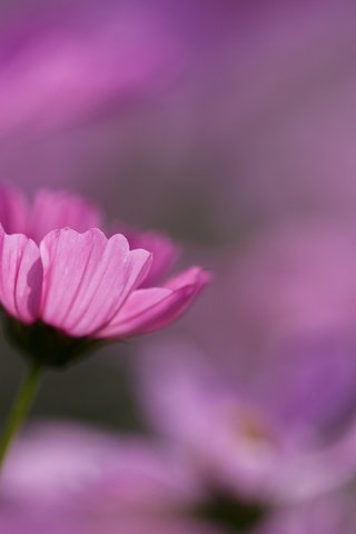 Обои цветы, макро, розовые, космея, flowers, macro, pink, kosmeya разрешение 2048x1365 Загрузить