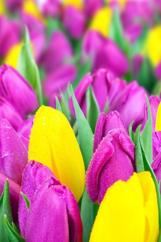 Обои цветы, весна, тюльпаны, желтые, сиреневые, flowers, spring, tulips, yellow, lilac разрешение 4350x2060 Загрузить