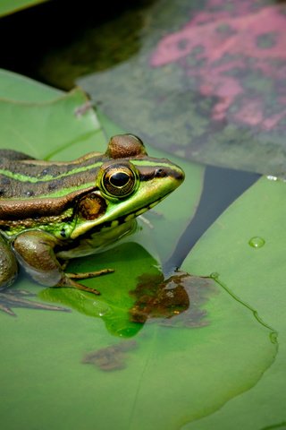 Обои глаза, листья, макро, водоем, лягушка, eyes, leaves, macro, pond, frog разрешение 2560x1700 Загрузить