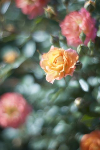 Обои цветы, розы, сад, куст, flowers, roses, garden, bush разрешение 2048x1365 Загрузить