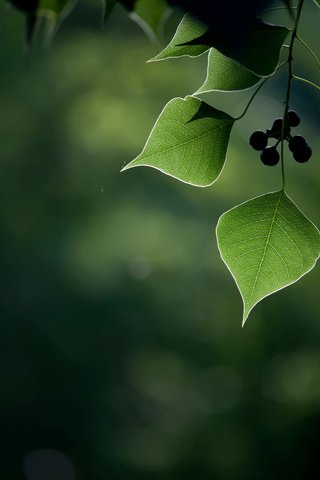 Обои листья, макро, ягоды, плоды, боке, leaves, macro, berries, fruit, bokeh разрешение 2048x1365 Загрузить