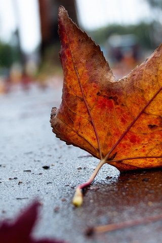 Обои грусть, осень, лист, асфальт, sadness, autumn, sheet, asphalt разрешение 1920x1200 Загрузить