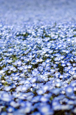 Обои цветы, природа, весна, много, у тебя волос, немофила, flowers, nature, spring, a lot, you have hair, nemophila разрешение 2560x1600 Загрузить