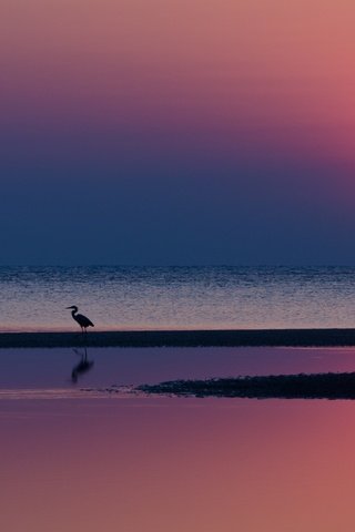 Обои небо, вечер, солнце, закат, птицы, цапли, малиновый, the sky, the evening, the sun, sunset, birds, herons, raspberry разрешение 2560x1600 Загрузить