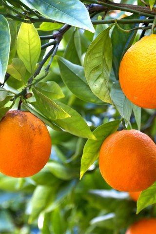 Обои дерево, фрукты.апельсины, tree, fruit.oranges разрешение 5184x3456 Загрузить